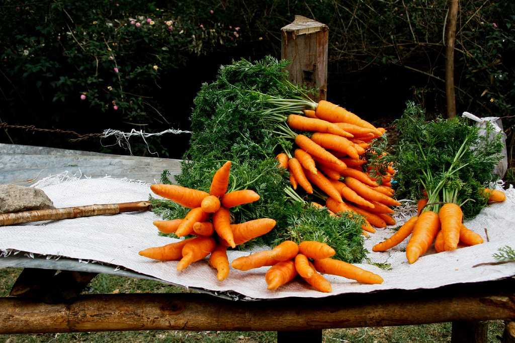 Морковная ботва - со вкусом