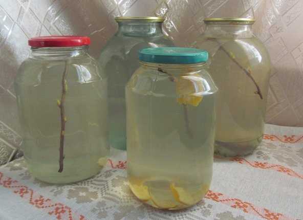 Березовый сок: 10 рецептов консервирования в домашних условиях