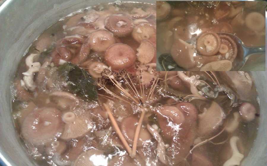 Засолка грибов на зиму – 5 домашних рецептов приготовления