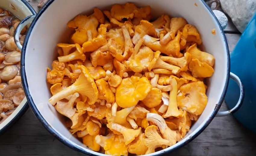 Как готовить лисички на зиму в банках: простые рецепты приготовления заготовок из грибов