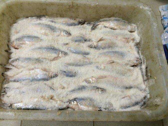Засолка рыбы в домашних условиях. рецепты засолки красной рыбы, речной рыбы. способы засолки рыбы для сушки, вяления, копчения
