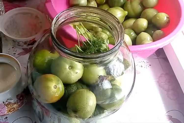 6 простых рецептов квашенных зеленых помидоров: готовим быстро и вкусно!