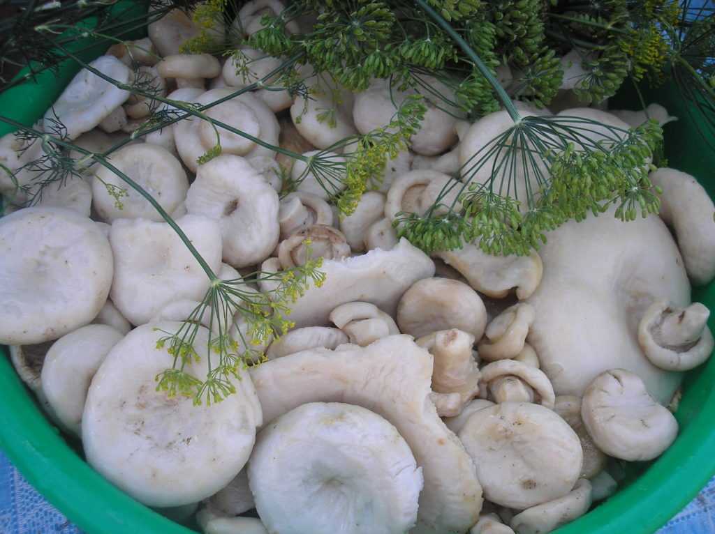Грузди маринованные на зиму — рецепты приготовления грибов
