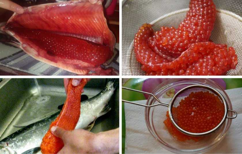 Как посолить красную икру — рецепты правильной засолки икры красной рыбы в домашних условиях