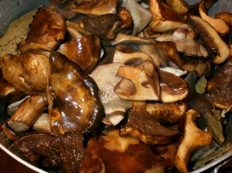 Как солить грибы свинушки на зиму в домашних условиях (+18 фото)?