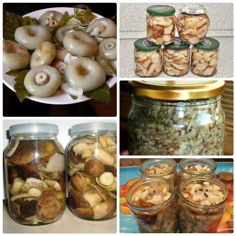Подгруздок белый, сухой груздь или гриб сухарь: фото, описание и рецепты приготовления