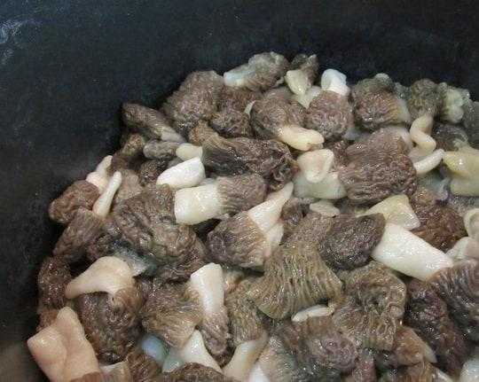 Как правильно чистить, варить и жарить грибы сморчки? блюда из грибов сморчков: рецепты