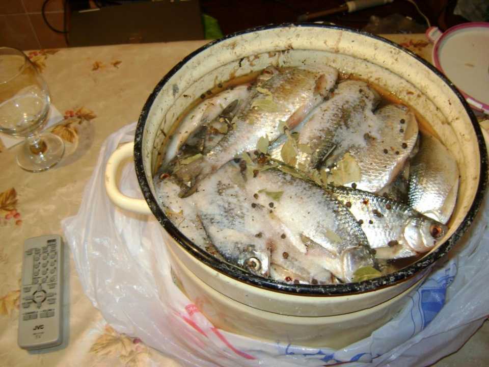 Как солить речную рыбу (воблу, окуня, бычки, уклейку, плотву) в домашних условиях: рецепт