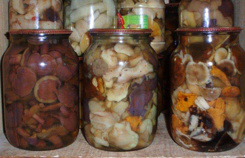 Маринованные белые грибы на зиму: золотые рецепты с фото