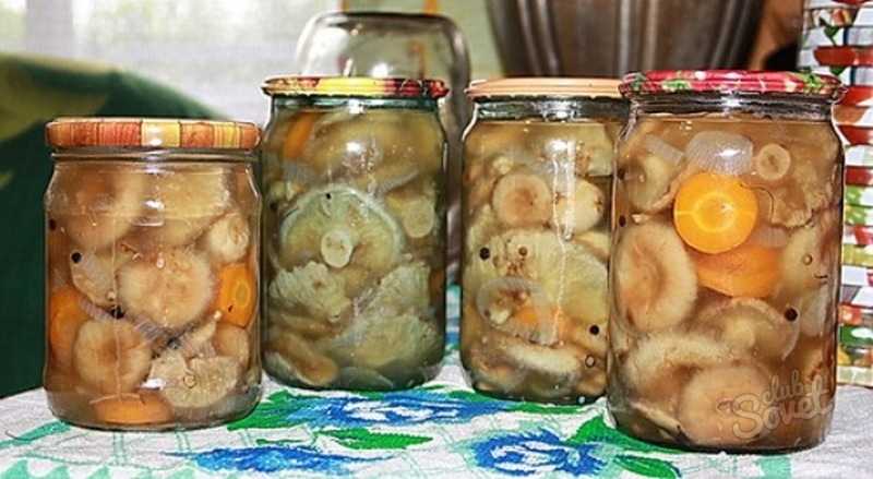 Как правильно засолить грибы волнушки. как правильно солить волнушки в домашних условиях