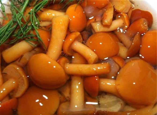 Как посолить опята: рецепты приготовления на зиму соленых грибов горячим и холодным способом
