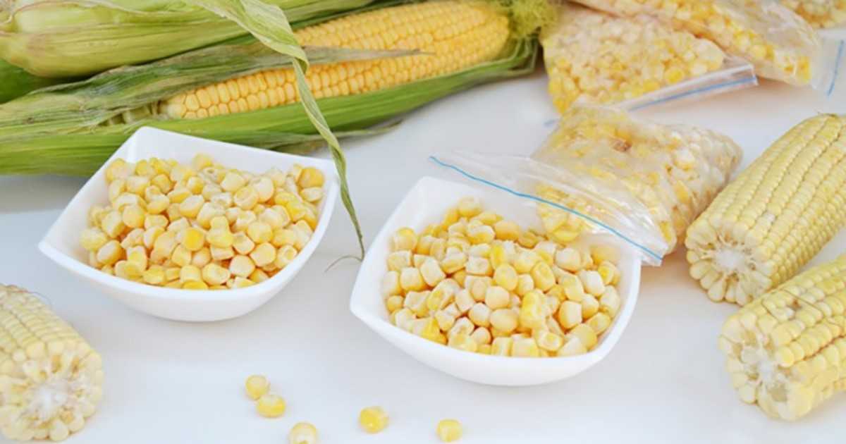 Три способа заморозки кукурузы: бланшированная, небланшированная, целиком