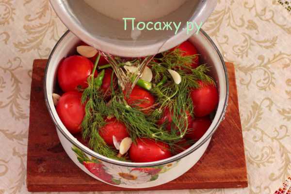 Квашеные помидоры - как готовить по пошаговым рецептам в ведре, бочке или банках на зиму