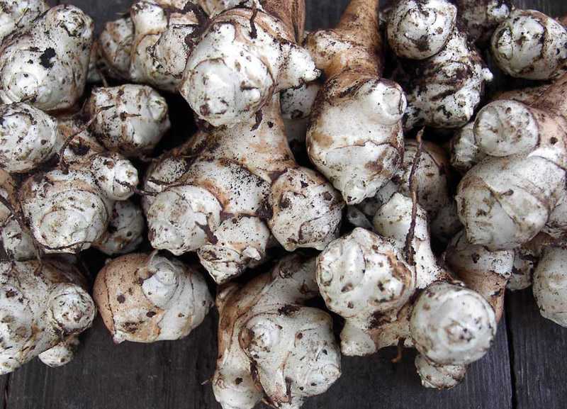 Полезный джем из топинамбура без сахара - приготовление в домашних условиях рецепты джема из земляной груши