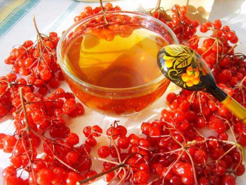 Как заготовить целебную ягоду калину с медом на зиму