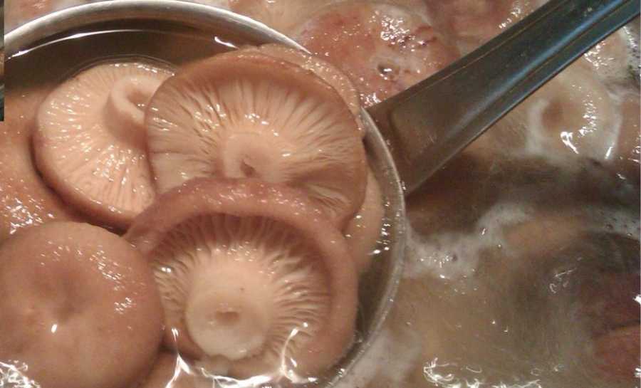 Как солить грибы волнушки на зиму холодным и горячим способом правильно: лучшие рецепты, советы, секреты. как вкусно замариновать волнушки в банках: рецепт маринада для волнушек на 1 литр воды. как со