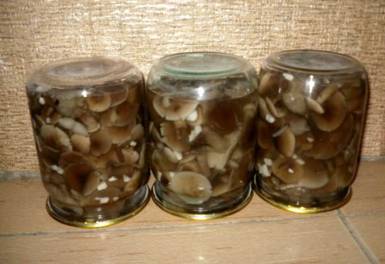 Маринованные белые грибы: секреты и тонкости