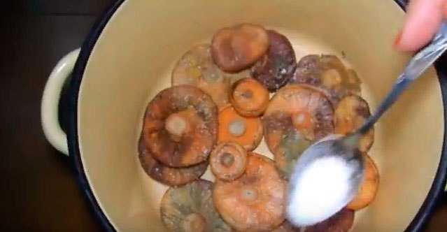 Кулинарные секреты, как солить грибы белянки холодным и горячим способом на зиму в банках