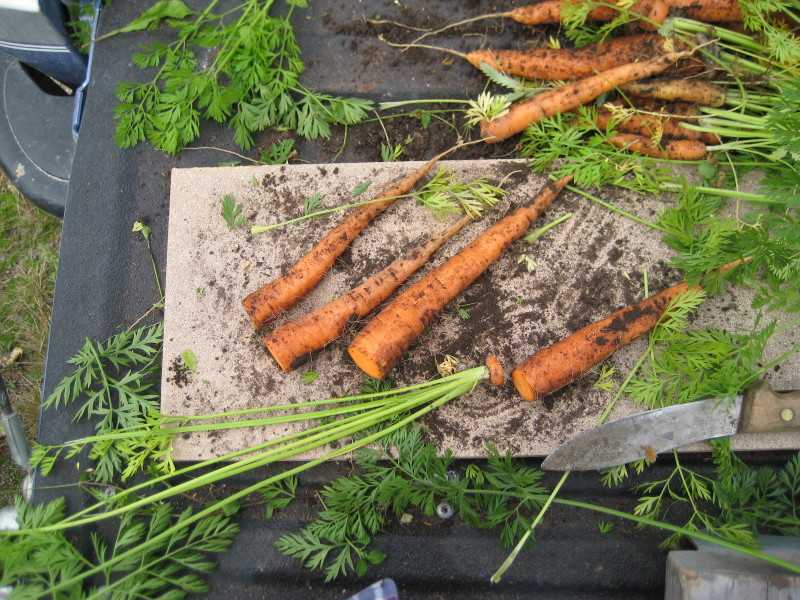 Помидоры с морковной ботвой на литровую банку
