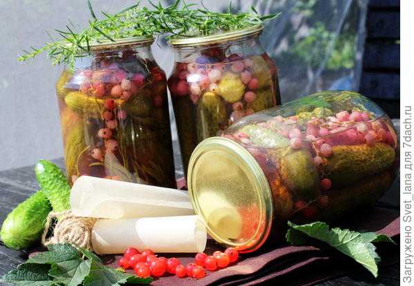 Огурцы с красной смородиной на зиму - рецепты для очень занятой мамы - страна мам