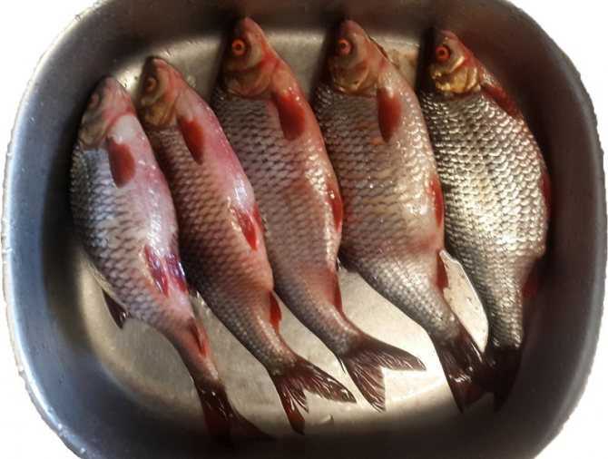Как солить воблу, окуня, бычки, уклейку, плотву и другую речную рыбу в домашних условиях (рецепт + фото)