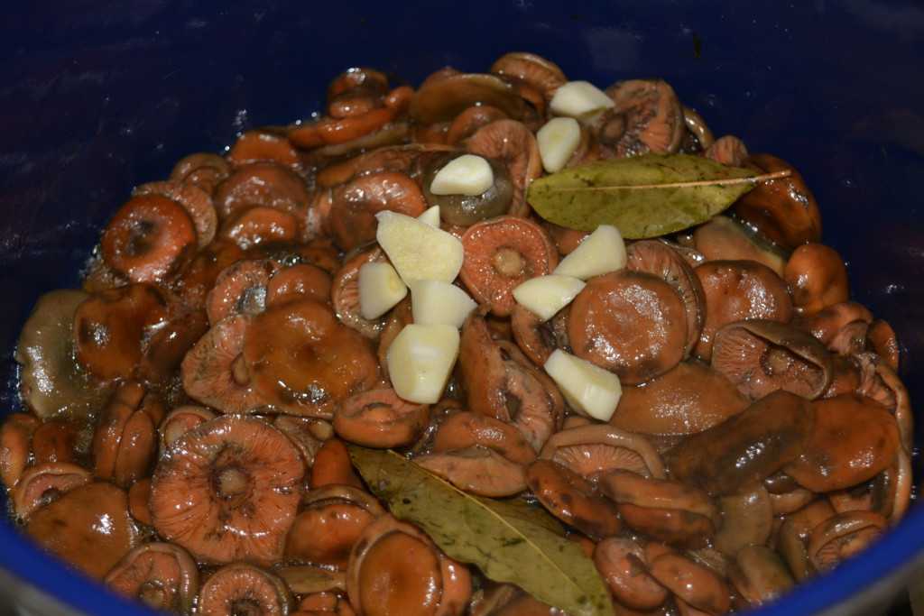 Приготовление грибов рыжиков в домашних условиях. как правильно засолить рыжики: горячая и холодная засолка | дачная жизнь