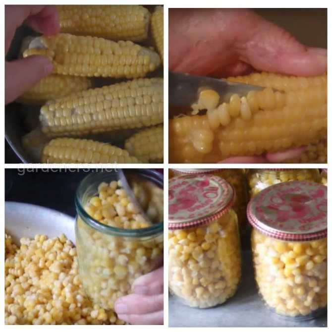 Как консервировать кукурузу в домашних условиях на зиму?