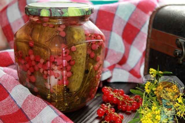 Огурцы с красной смородиной на зиму рецепт с фото пошагово - 1000.menu