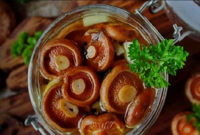 Соленые, маринованные, жареные рыжики с чесноком: рецепты, как солить, мариновать и жарить грибы на зиму
