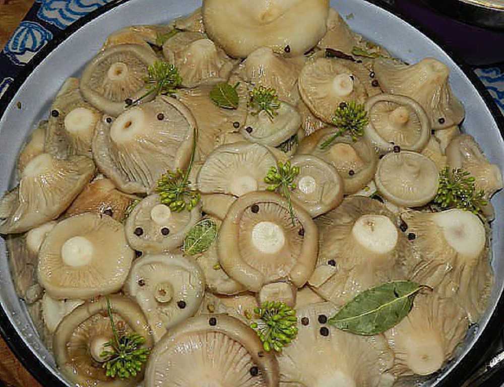 Соленые грузди горячим способом: рецепты на зиму с фото, как солить сырые грибы, с уксусом