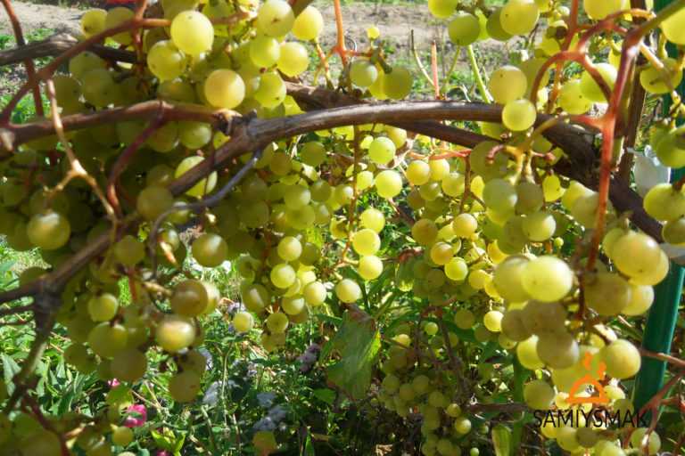 Варенье из винограда - целебный подарок жаркого крымского лета – вкуснодарка