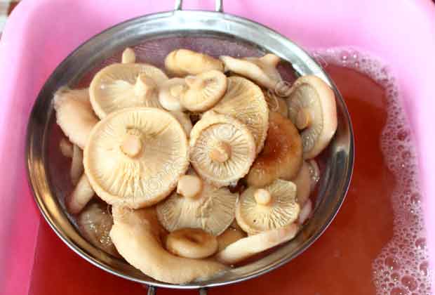 Как правильно засолить грибы волнушки. как правильно солить волнушки в домашних условиях | дачная жизнь