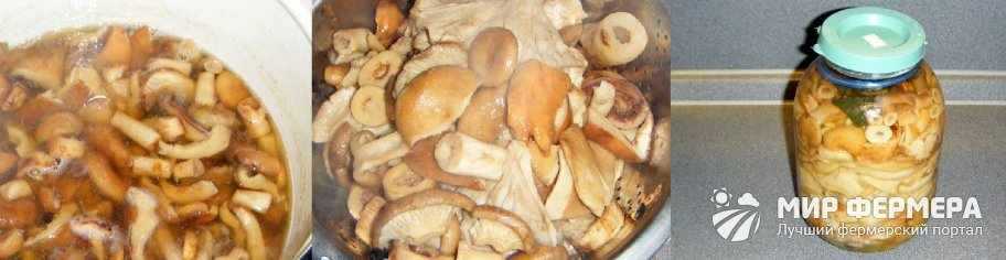 Простые рецепты засолки белых грибов в домашних условиях горячим и холодным способом на зиму