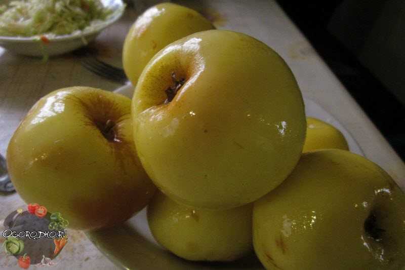 Квашеные яблоки: рецепты для заготовок на зиму в бочке и банках, а также быстрое приготовление в домашних условиях русский фермер