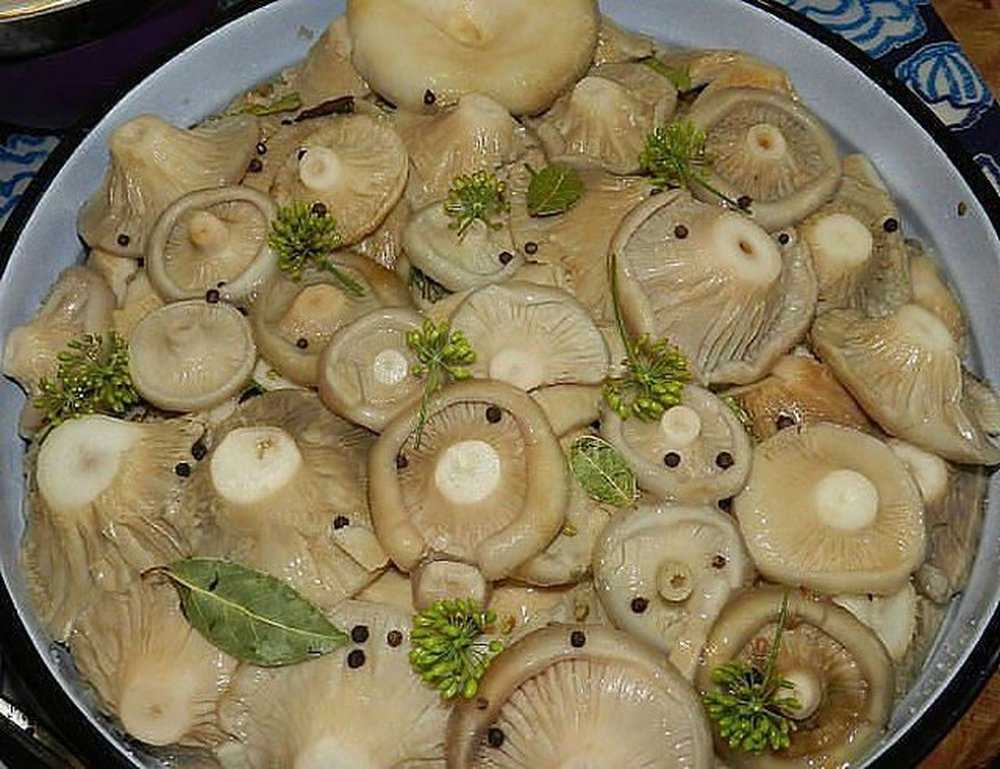 Грузди в томате – лучшие рецепты приготовления грибов на зиму