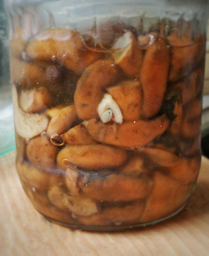 Валуи на зиму: простые рецепты с фото засолки, маринования, приготовления икры и консервирования грибов в банки