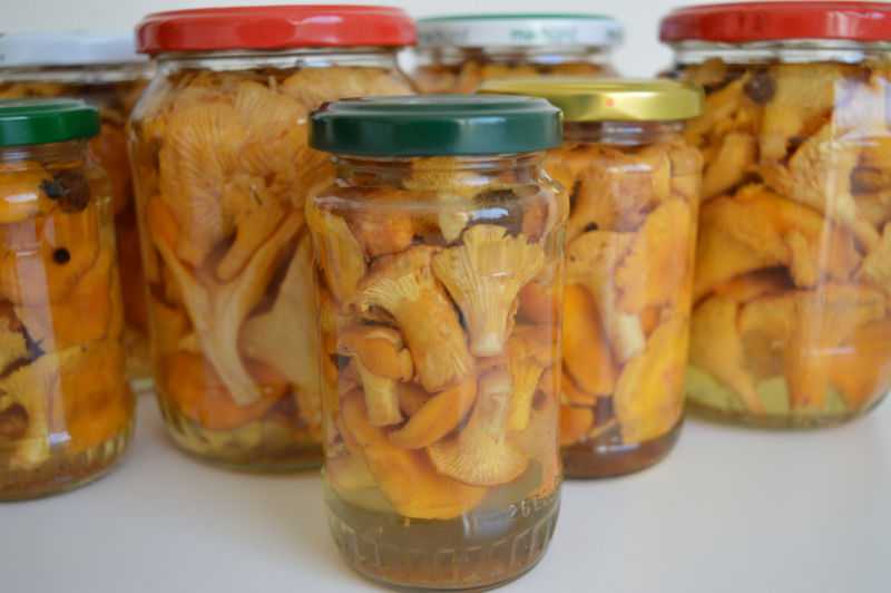 Маринованные лисички на зиму - 15 вкусных рецептов приготовления заготовки, хрустящие, острые, с уксусом и без, с пряностями