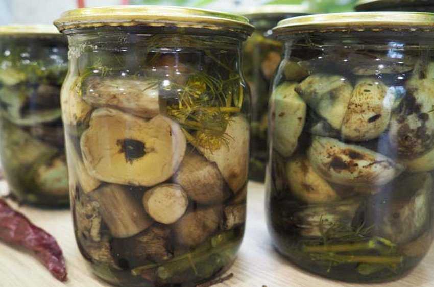 Соленые подосиновики – пикантные и хрустящие - грибы собираем