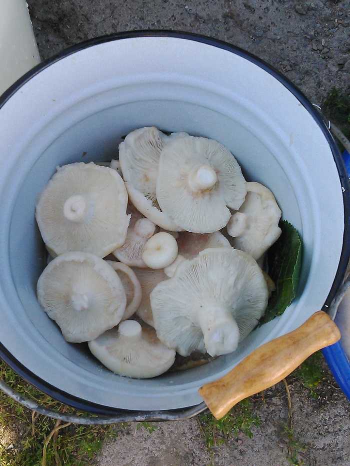 Как готовить гриб валуй на зиму