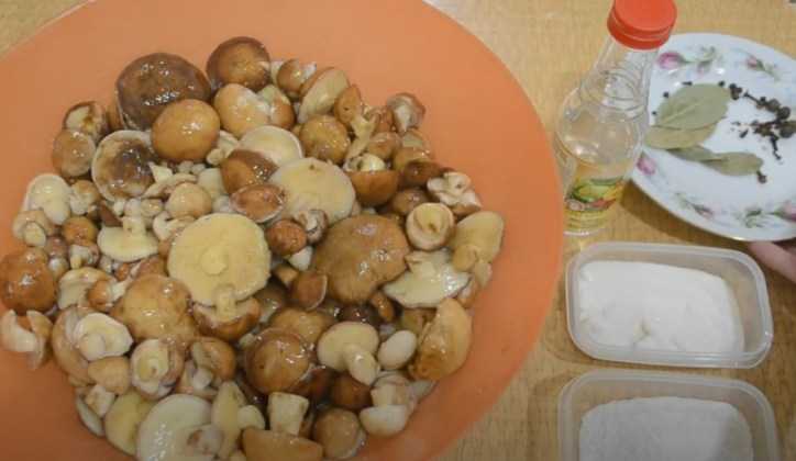 Как мариновать и солить маслята, рецепты заготовки очень вкусных грибов на зиму