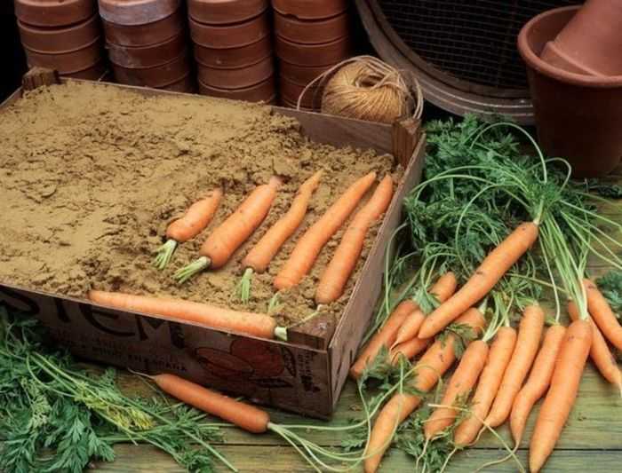 Как правильно заготовить ботву моркови
