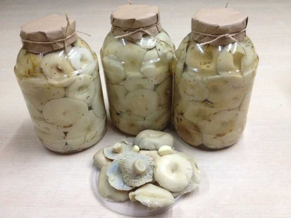 Как правильно солить грузди холодным способом: рецепты засолки грибов с фото и видео