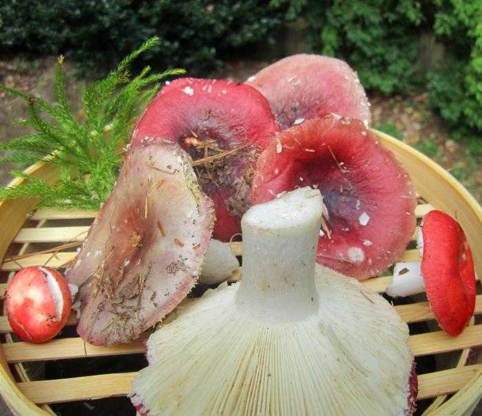 ᐉ как солить сыроежки в домашних условиях – грибы синявки рецепты приготовления - zooshop-76.ru