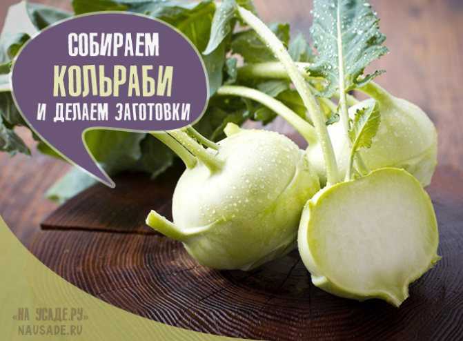 Топ-5 рецептов салатов из капусты кольраби на зиму
