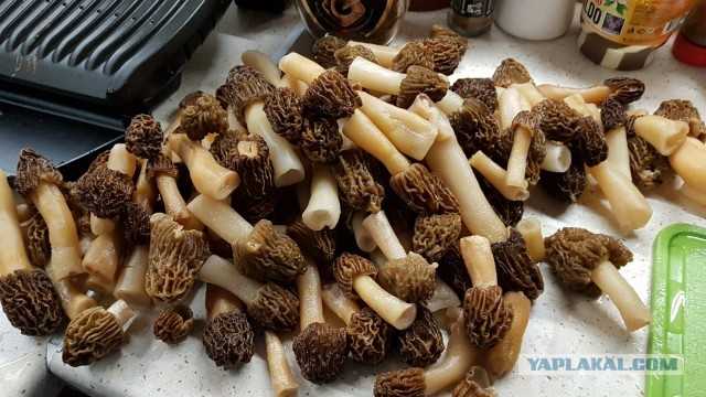 Как правильно чистить, варить и жарить грибы сморчки? блюда из грибов сморчков: рецепты