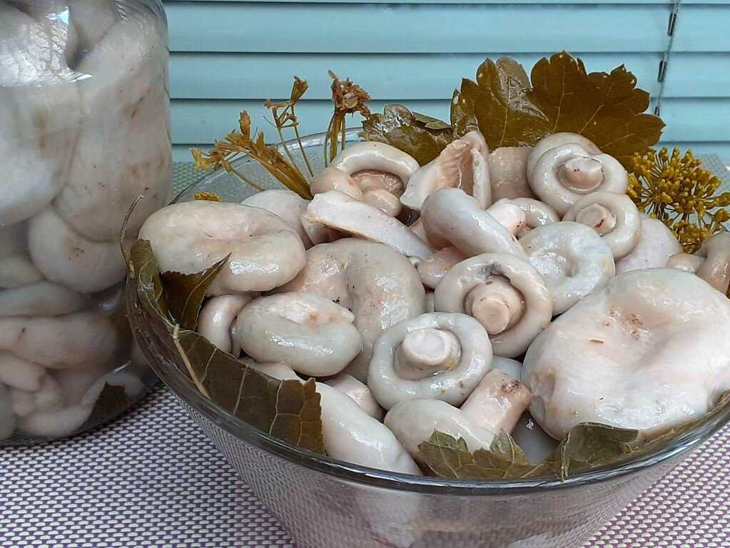 Готовим вкуснейшие заготовки из сухих груздей на зиму: рецепты маринования, соления и заморозки грибов