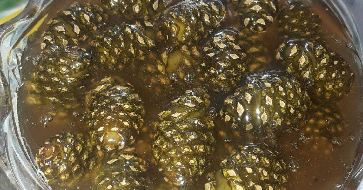 Варенье из сосновых шишек — полезные свойства и рецепты приготовления
