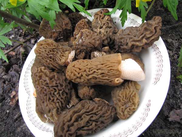 Как приготовить вкусно и правильно грибы сморчки