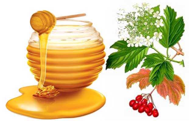 Калина с медом — бабушкины секреты