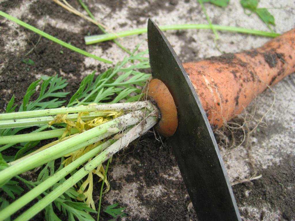 Как сушить ботву моркови на зиму